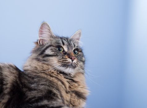 Beautiful long hair cat posing and looking away.