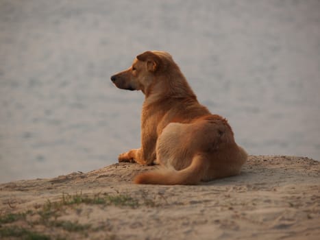 dog siting on the sand beach and waiting for somebody       