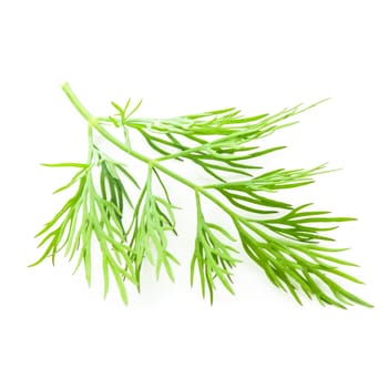 Fresh twigs of green dill isolated on white background