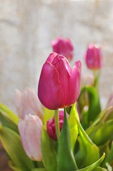 Romantic closup of tulips with dof.