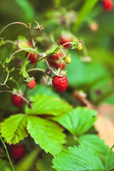 The wild strawberry bush in a forest