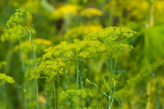 Dill flowers in the garden close up