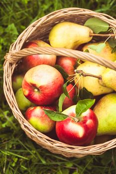 Apples and pears scattered from the basket on a grass in the garden