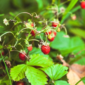 The wild strawberry bush in a forest