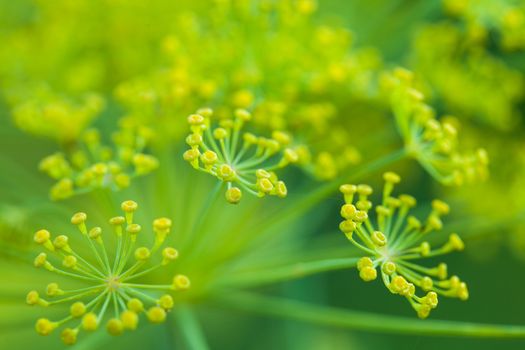 Dill flowers in the garden close up
