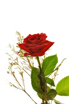 Red rose on white background