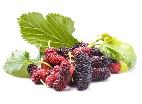 Mulberry berries close up on white background