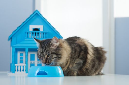 Cat eating in a bowl in front of a toy model house.