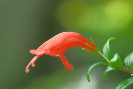 Photographed in  ShegTang mountain, Jinxiu County, Guangxi Province, China