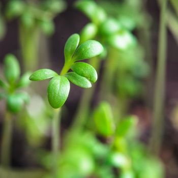 cress salad growth, close up leaves over soil