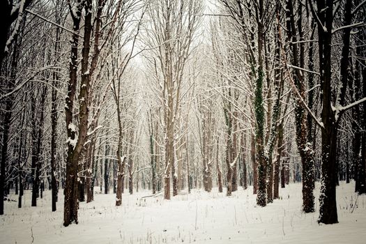 Snow covered trees in the forest in winter