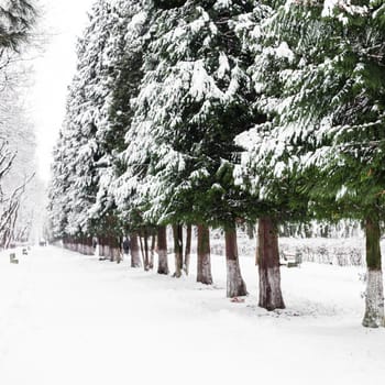 Trees under the snow in park alley