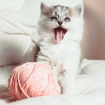 Grey kittens on the white cushion with a pink a ball of yarn