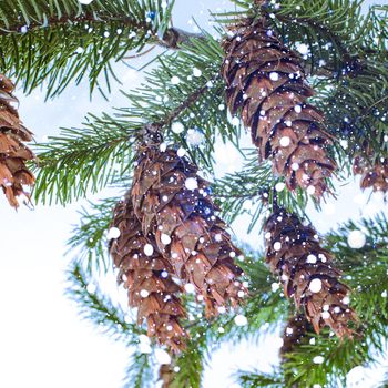 Pine branch with cones and snowstorm close up