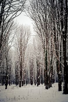 Snow covered trees in the forest in winter