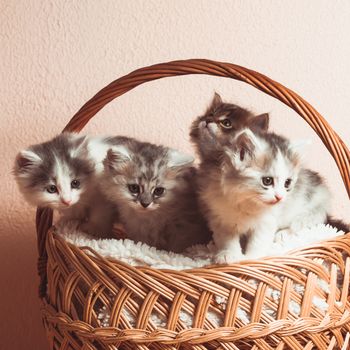 Four grey kittens in a basket with over pink wall
