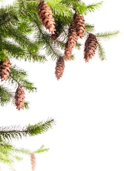 Pine branch with cones isolated on white