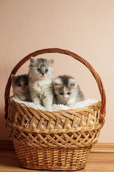 Three grey kittens in a basket with over pink wall