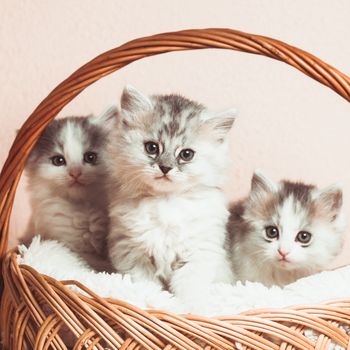 Three grey kittens in a basket with over pink wall