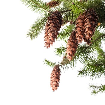 Pine branch with cones isolated on white