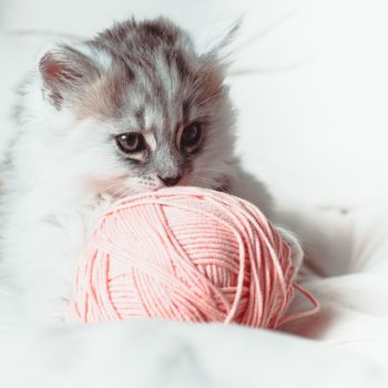 Grey kitten on the white cushion with a pink a ball of yarn
