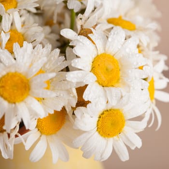 White daisies in vase with waterdrops close up