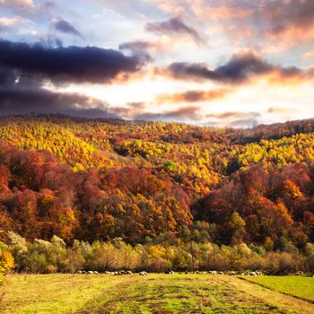 Sheep on the meadow. Fall landscape with mountains