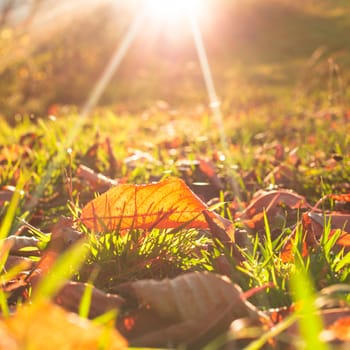 Autumnal leaf over green grass and golden sunlight