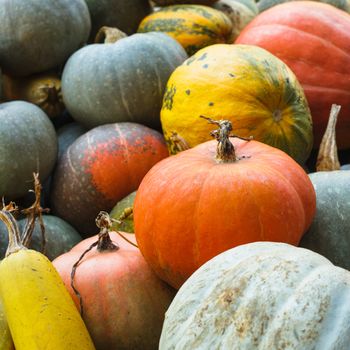 Pumpkin harvesting on the field, different types of pumpkin