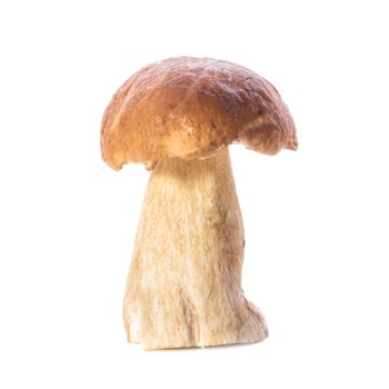 One boletus isolated on the white background