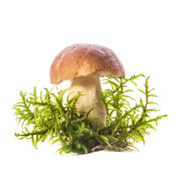 boletus with moss isolated on the white background