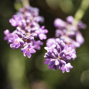 Field of lavender flower closeup on blurred background