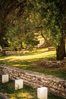 Olive trees. Mediterranean garden in the morning