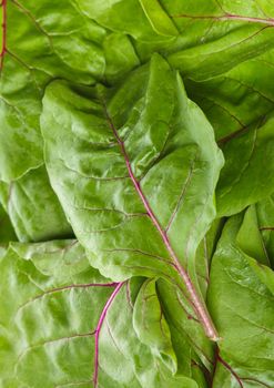 Fresh mangold leaves as a food background