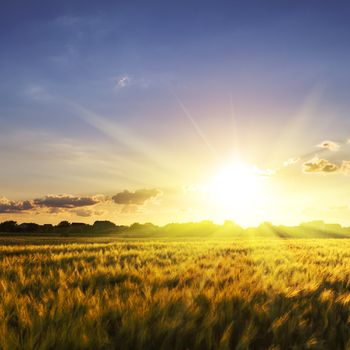 Wheat field over sky with sundown. Nature landscape