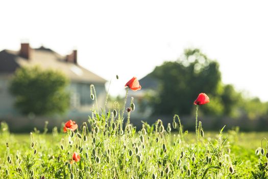 Living out of town - poppies field near the house