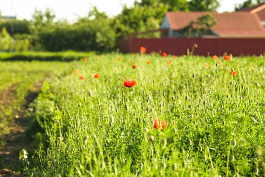 Road to farmhouse near a poppies field