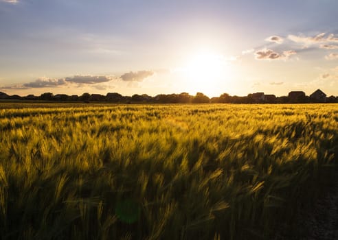Wheat field over sky with sundown. Nature landscape