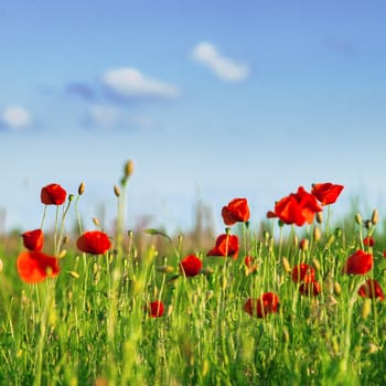 Poppies field over blue sky with clouds