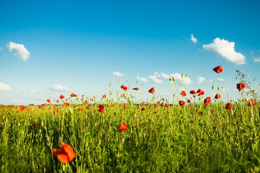 Poppies field over blue sky with clouds