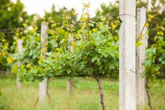 Young green vineyard rows in the spring