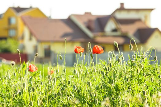 Living out of town - poppies field near the house