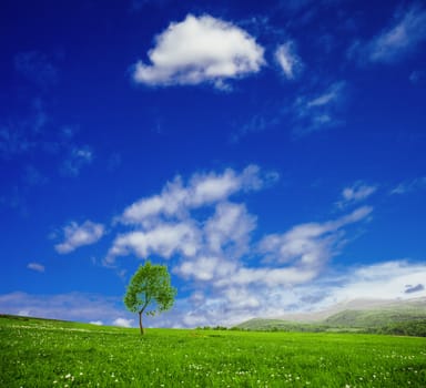 One tree in green meadows over blue sky
