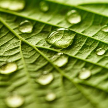 Green leaf macro with water drops close up