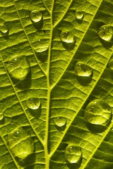 Green leaf macro with water drops close up