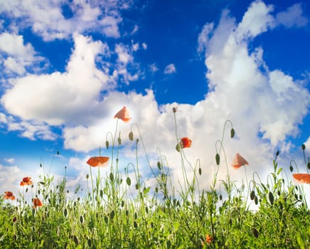 Poppies field over blue sky with sunshine