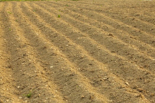 furrows on the field for cultivating plants