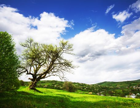 One old tree on the meadows in mountains