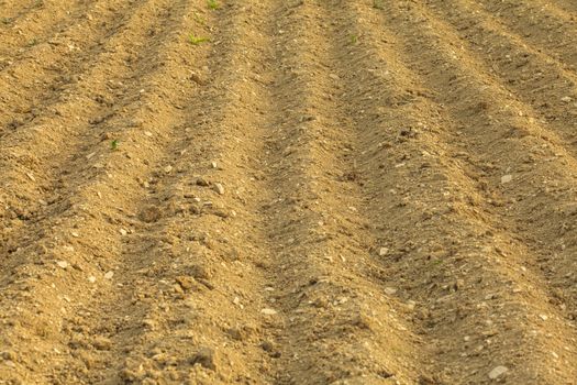 furrows on the field for cultivating plants
