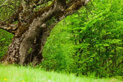 Fairy tale glade with old tree close up